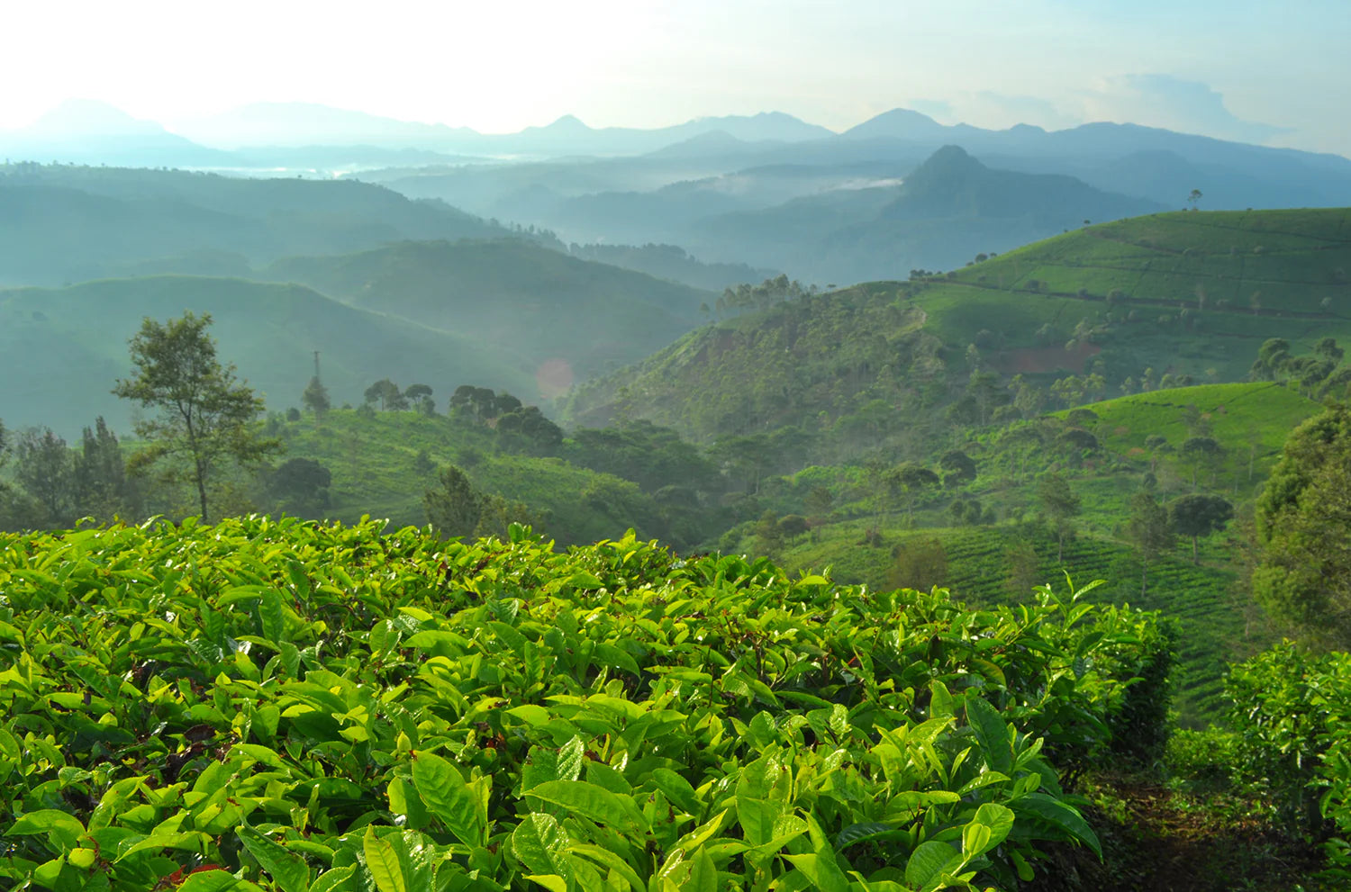 Finest ingredients from around the world — tea fields
