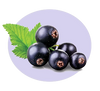 Black Currant Fruit Extract