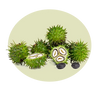 Castor Oil