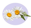 Chamomile Flower Extract