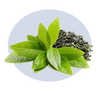 Green Tea Extract
