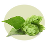Hops Extract