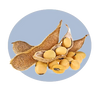 Soy Protein