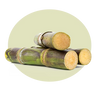 Sugar Cane Extract