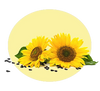 Sunflower Seed Oil